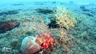 Los arrecifes instalados en el litoral de Barcelona permiten el regreso de 300 especies
