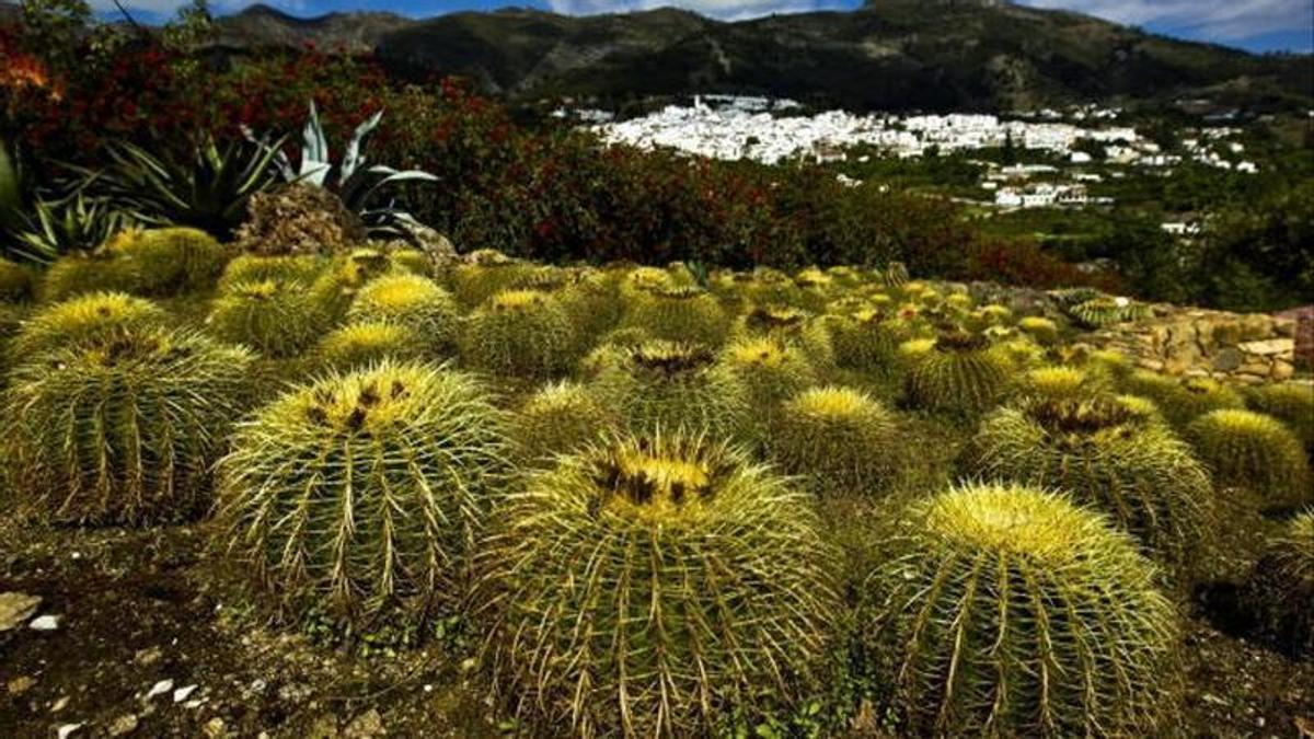 Casarabonela acoge la mayor colección de cactus de España.