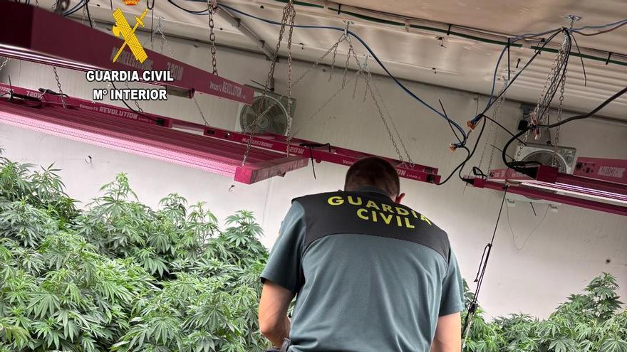 La Guardia Civil desmantela dos plantaciones de marihuana en Llanera y detiene a tres personas