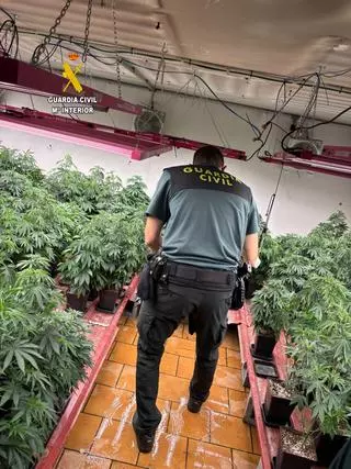 La Guardia Civil desmantela dos plantaciones de marihuana en Llanera y detiene a tres personas