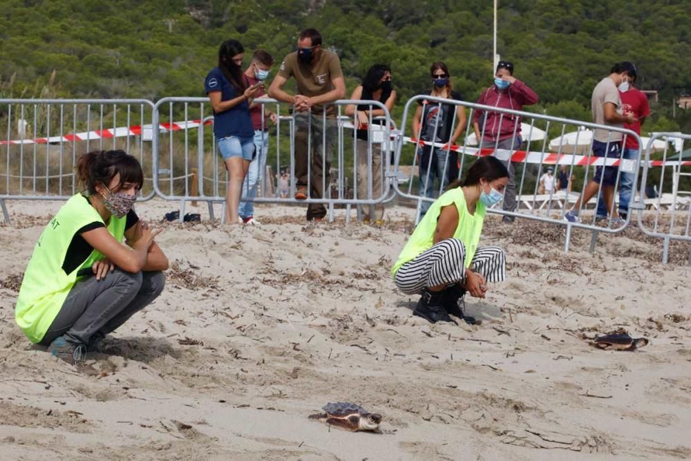 Liberadas en Ibiza 26 tortugas de la primera puesta registrada en Baleares