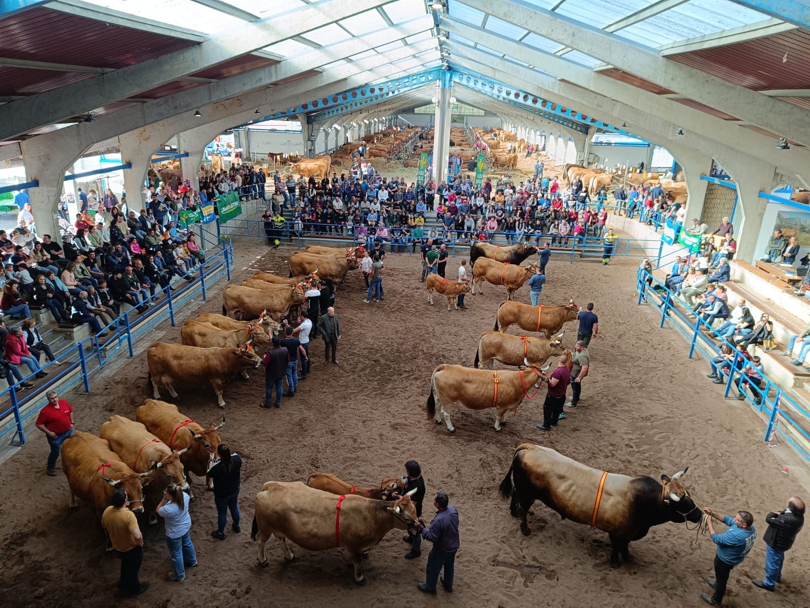 Concurso subasta nacional de asturiana de los valles en Cangas del Narcea