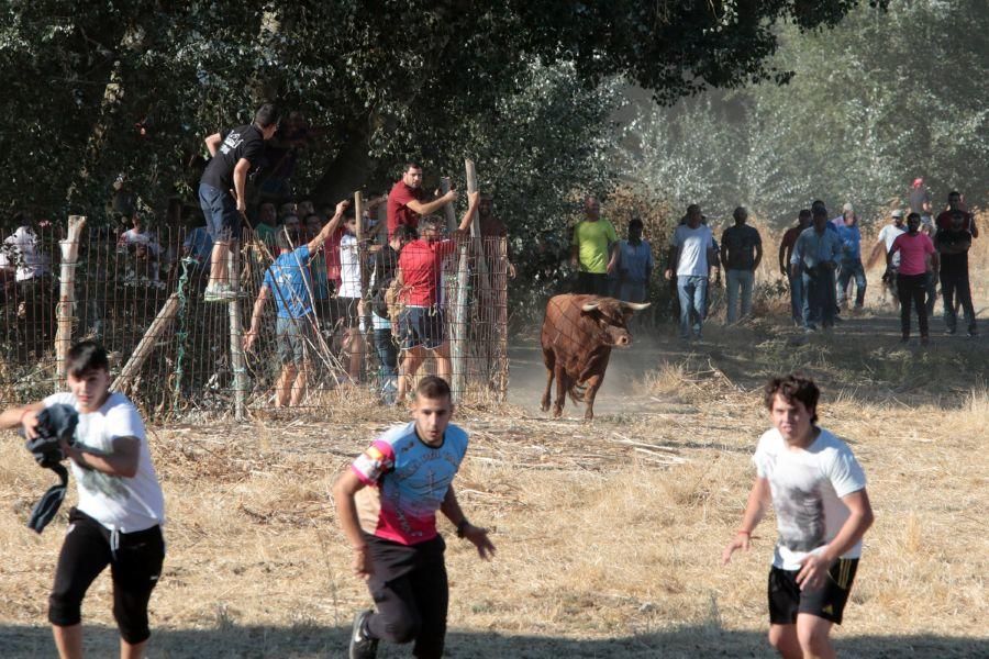 Encierro mixto en San Miguel de la Ribera