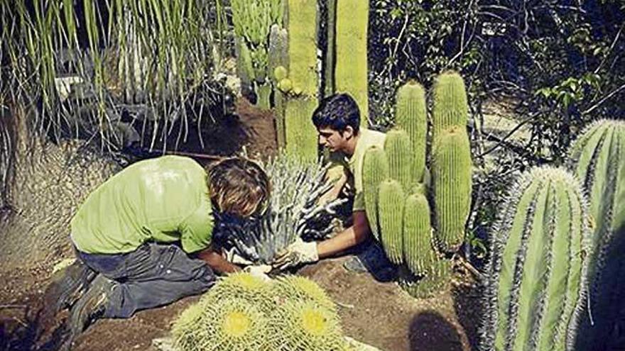 Los nuevos cactus del Jardín Botánico de Sóller.
