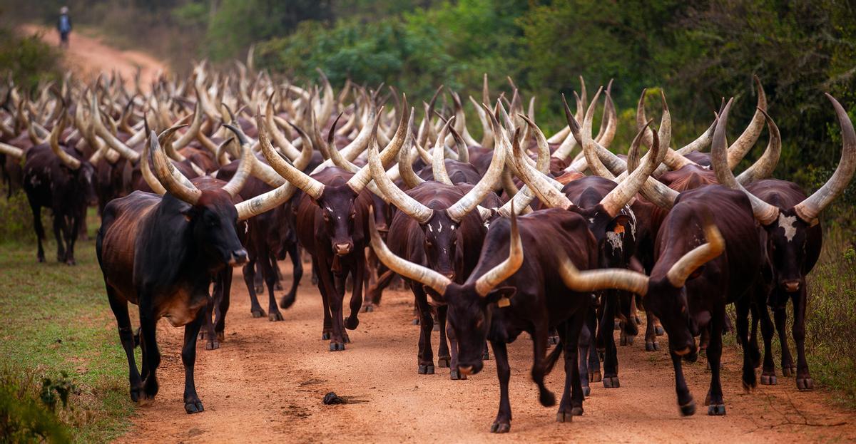 Manada de Ankole-Watusi