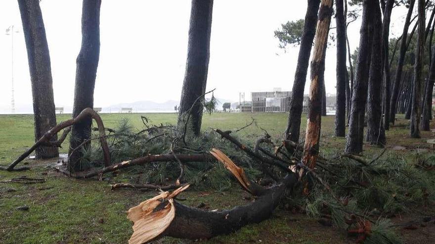 Ramas caídas en Samil tras el paso del temporal &quot;Ana&quot;, con vientos de más de 100 km/h. // R. G.