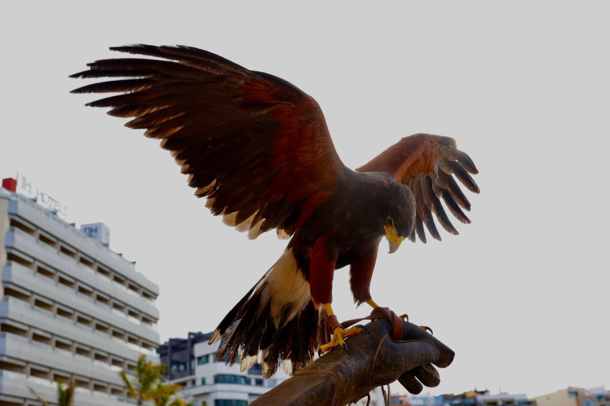Una de las águilas de Harris que contralarán la población de palomas en Las Palmas de Gran Canaria. | Foto volcada por Gretel Morales Lavandero el 11/12/2025 13:53