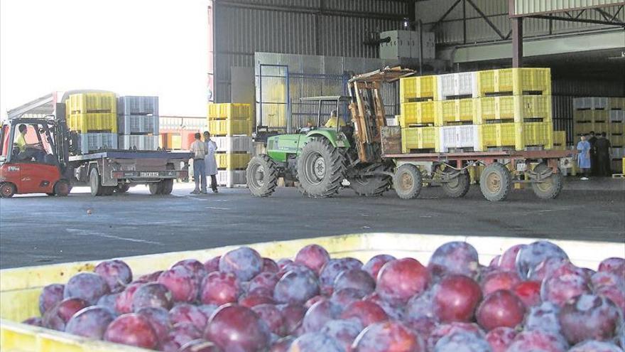 La caída de la producción de la fruta de hueso en Extremadura reduce las exportaciones