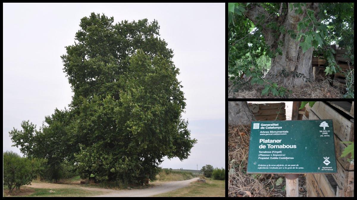 platano platanus hispanica tornabous