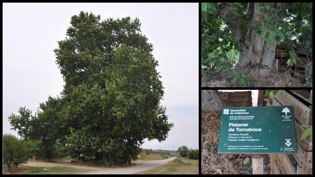 ficha-ob-platanus-hispanica-tornabous