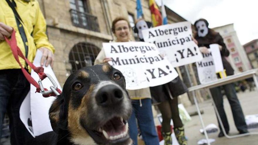 Manifestación para reclamar la puesta en marcha de un albergue de animales.