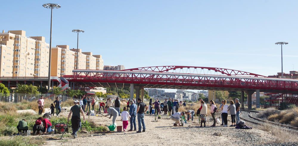 Plantación de árboles en el Parque Central