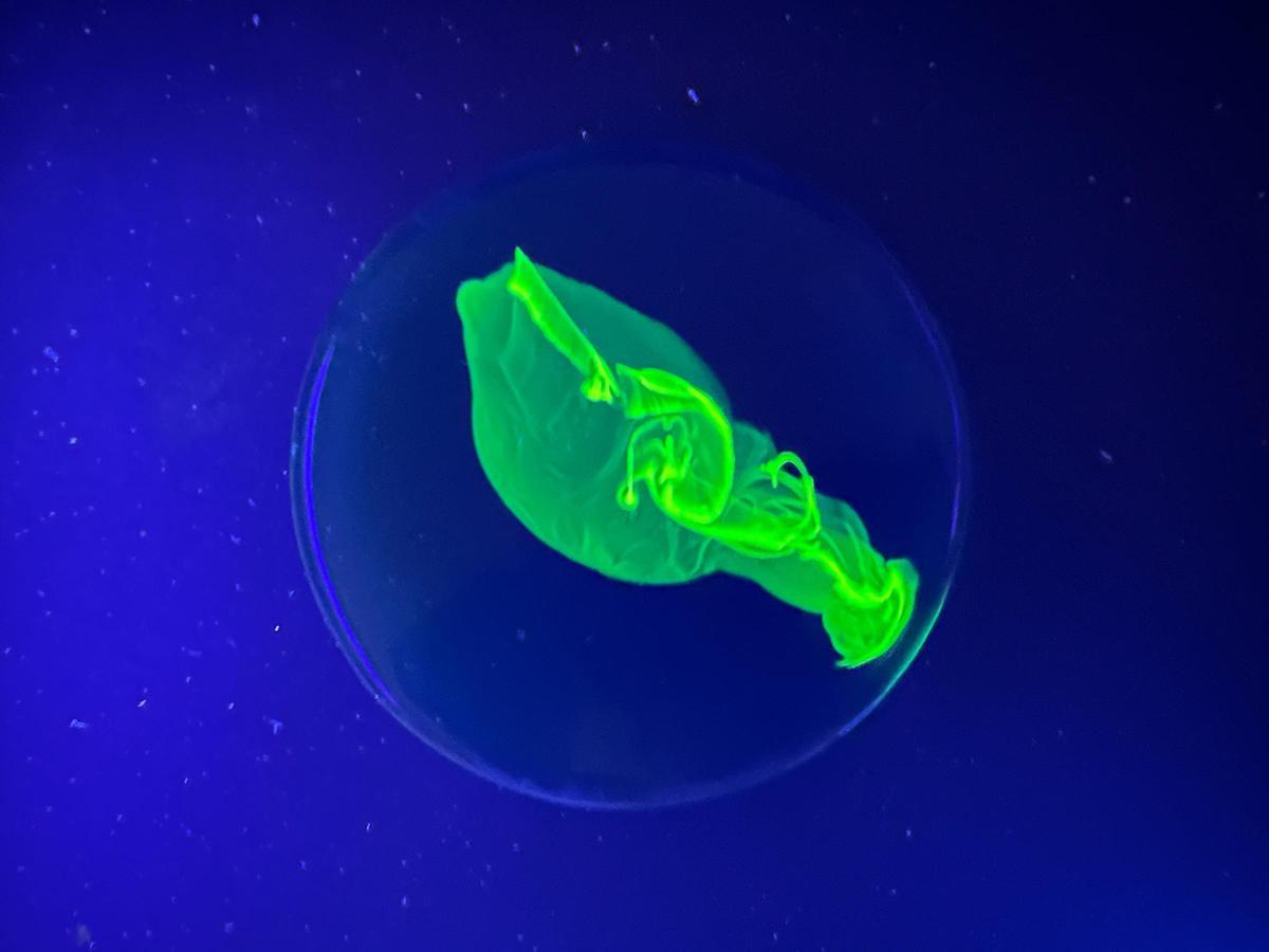 Rotífero fluorescente, de Carmen Girón López, Martina Hernández Calero y Laura Lozano Arcelus