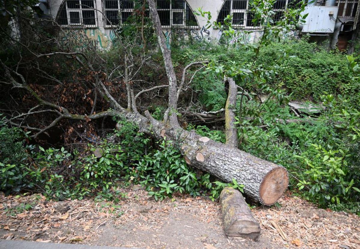 Un árbol cortado pero sin retirar del paseo. | Rafa Vázquez