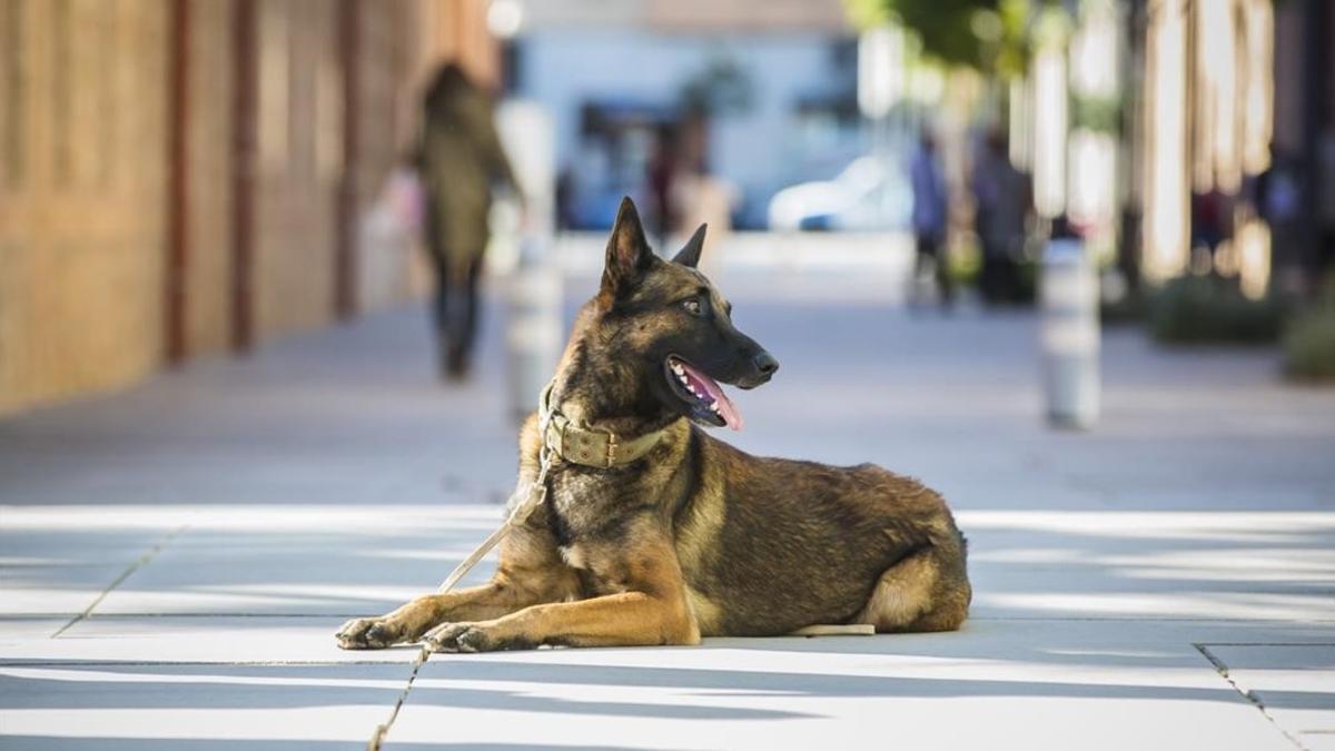 Uno de los perros adiestrados de la Fundación Escan que protegen a mujeres víctimas de la violencia machista.