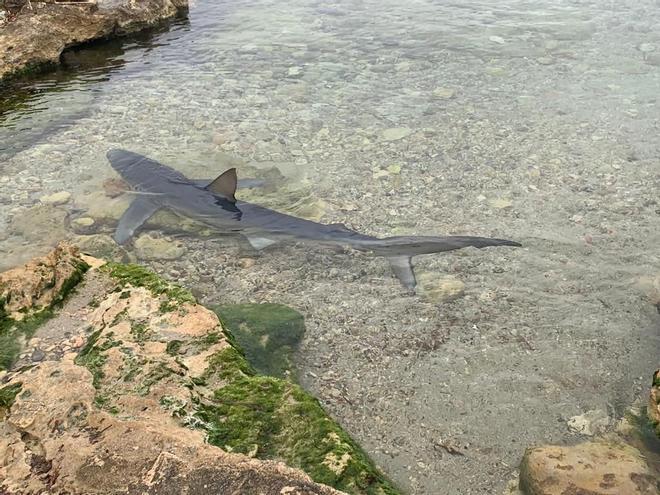 Aparece un tiburón de dos metros en una playa de Ibiza