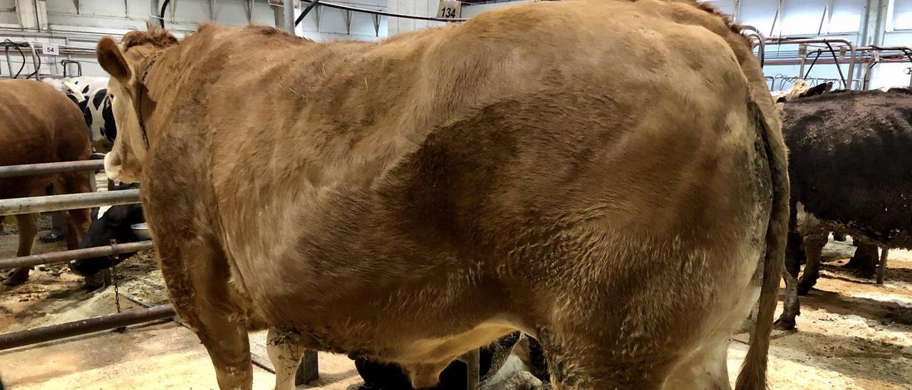 El récord absoluto de la Central Agropecuaria lo ostenta Coco, criado en Cira (Silleda).