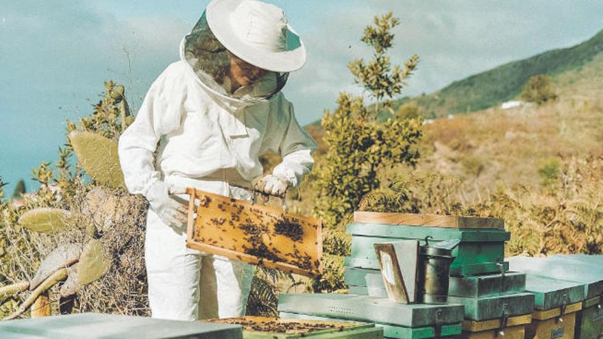 La desaparición de los polinizadores. Al descubrir, mientras estudiaba Biología, el riesgo que supone para el planeta la desaparición de los insectos polinizadores, Natalia Díaz se acercó a la apicultura.