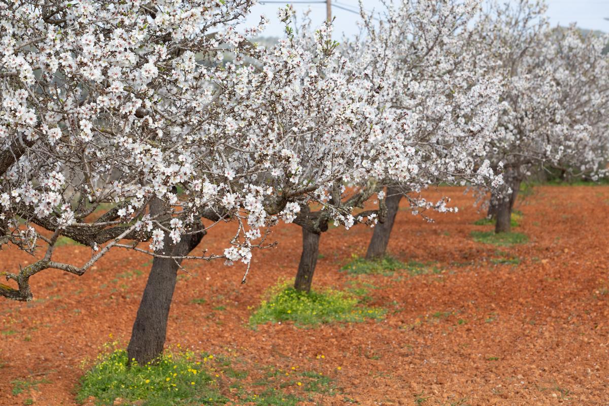 El Pla de Corona. Visitar los almendros en flor en enero es un plan fantástico para disfrutar de la blancura que dan al valle las flores en Santa Agnès..