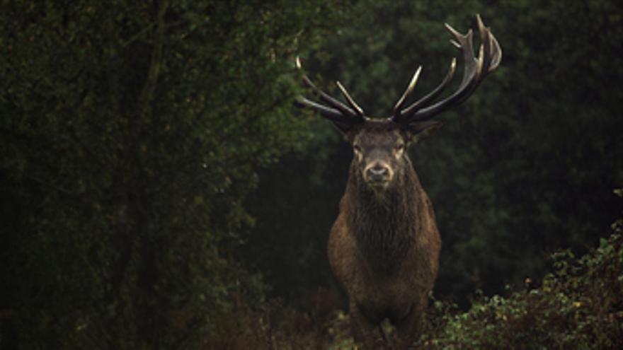 Wilding, el regreso de la naturaleza