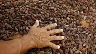 Investigadores proponen secar el cacao justo después de la cosecha para mejorar su aroma