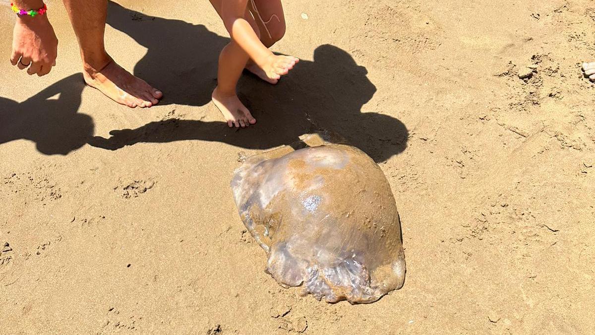 Esglai en una platja de Múrcia en trobar una medusa gegant de 15 quilos