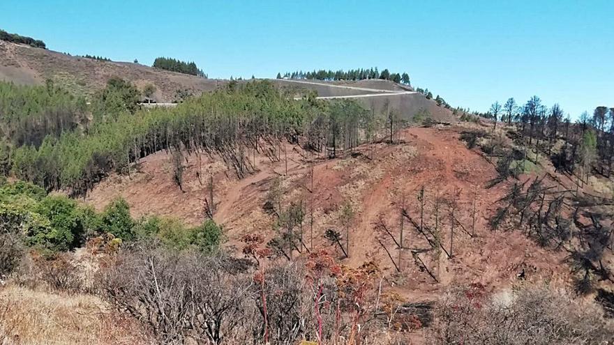Foto de Montaña Pajarito tras la tala de los ejemplares irrecuperables después del incendio. | | LP/DLP