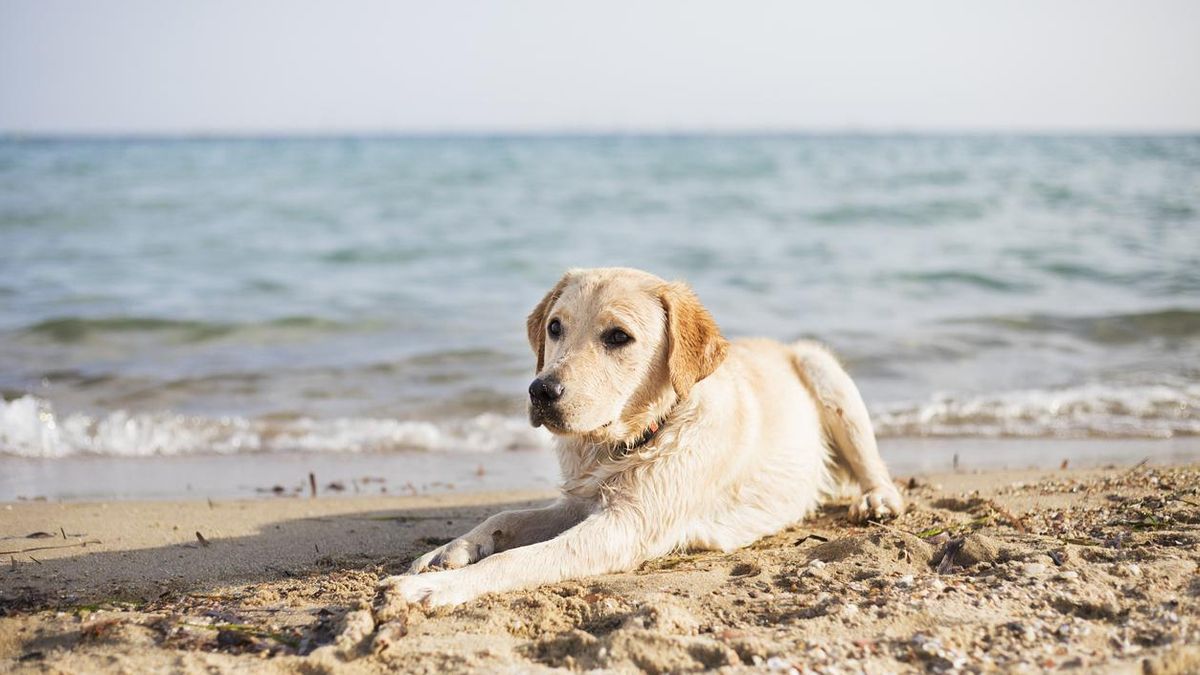 Aquí puedes disfrutar en la playa con tu perro