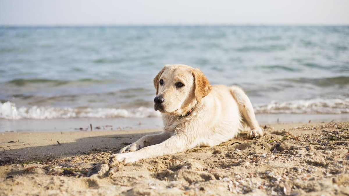El mejor destino de playa de España para ir con tu perro: playas caninas gigantes, temperatura templada y comercios 'dog friendly'
