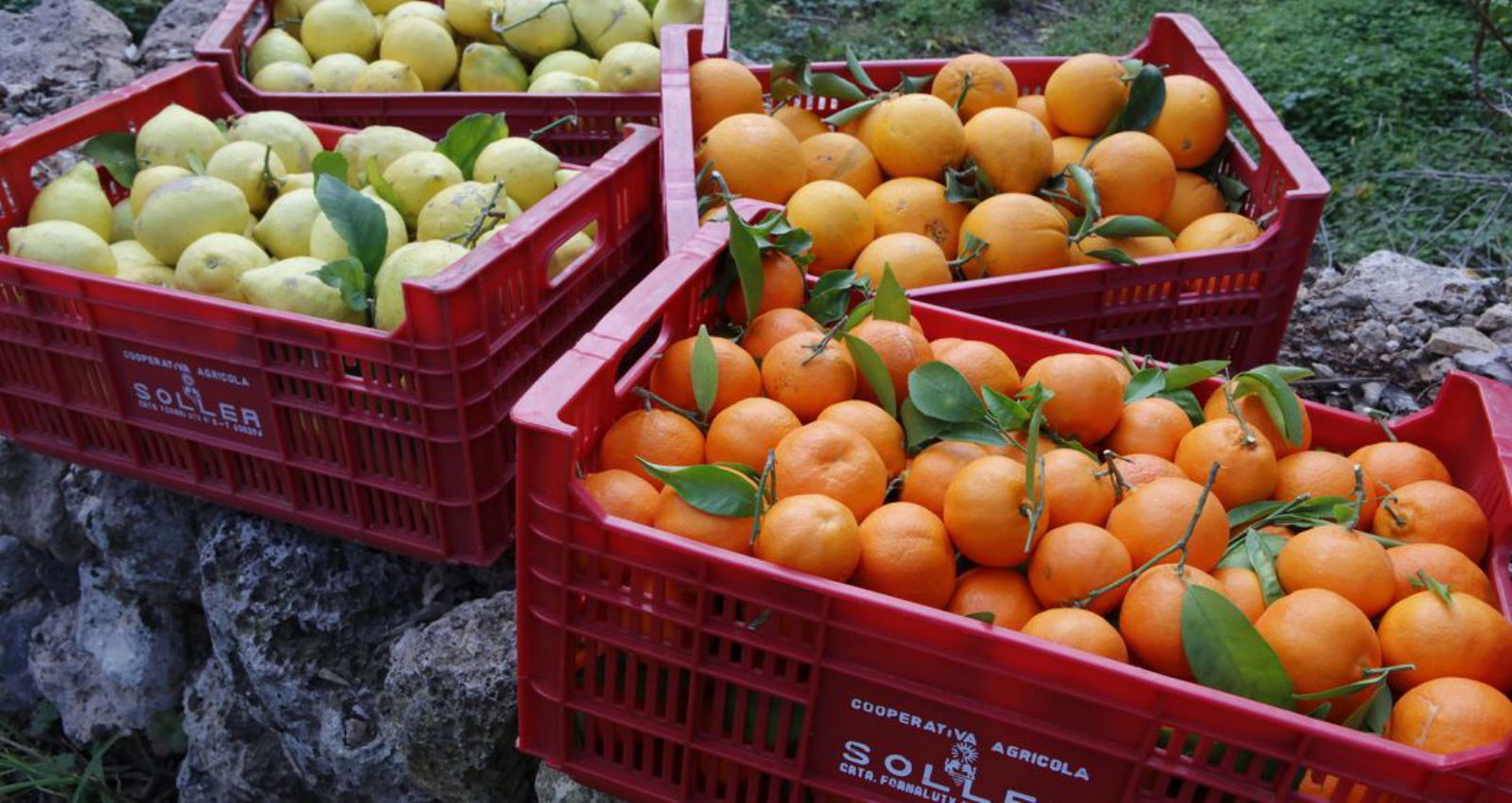 Oliver baut jedes Jahr tonnenweise Orangen, Zitronen und Mandarinen auf Mallorca an.