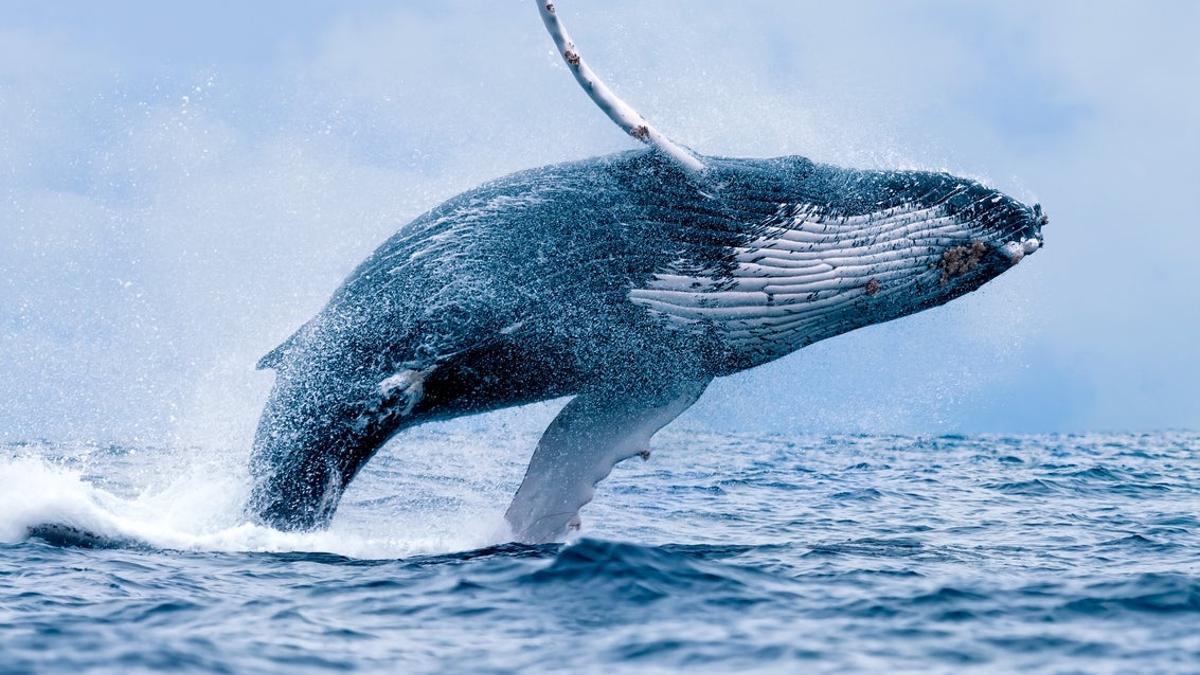 Ballena, mejores lugares para avistar ballenas
