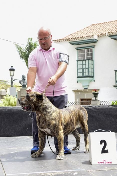 Celebración del I Certamen Nacional de perro ...