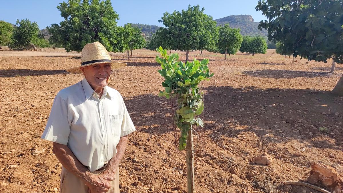El agricultor Pedro Melis: «Tendremos que recolectar las algarrobas en familia, con jornaleros los números no salen»
