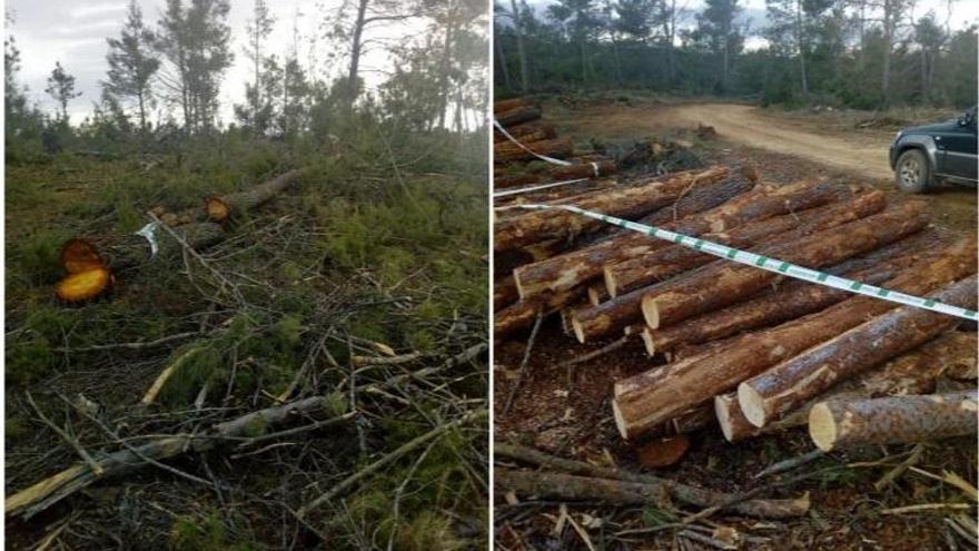 El Consell expedienta la tala de árboles en Puebla de Arenoso