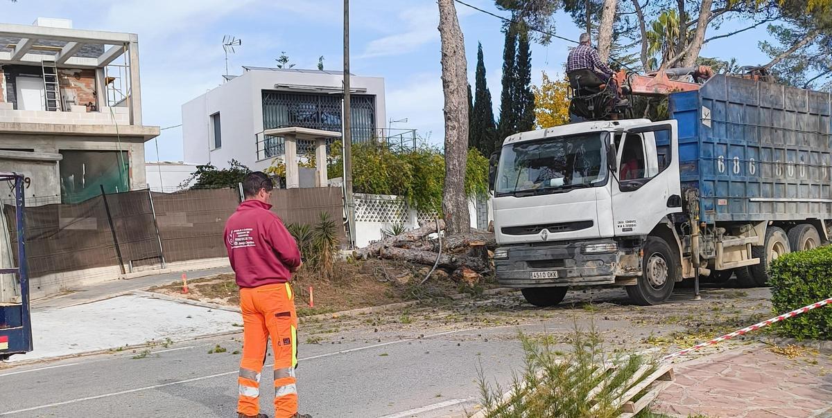 Tala de árboles en la Canyada, en la calle 29.