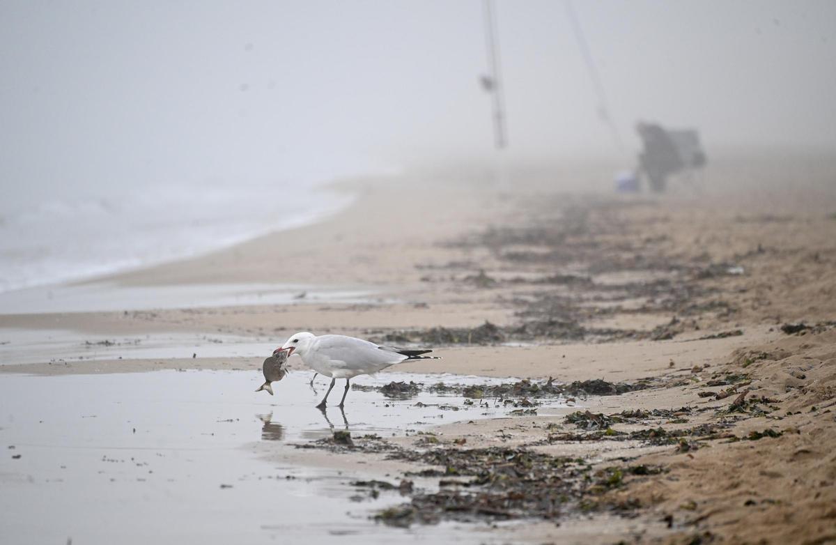 La niebla deja estampas invernales en la provincia de Alicante