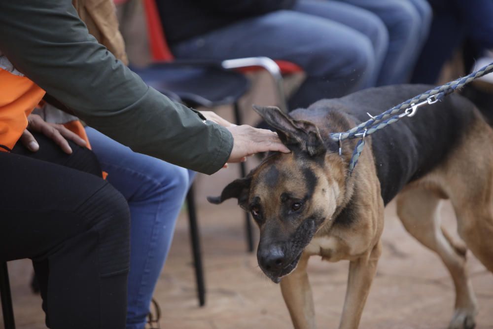 Wer rettet einen Hund aus Son Reus vor dem Tod?