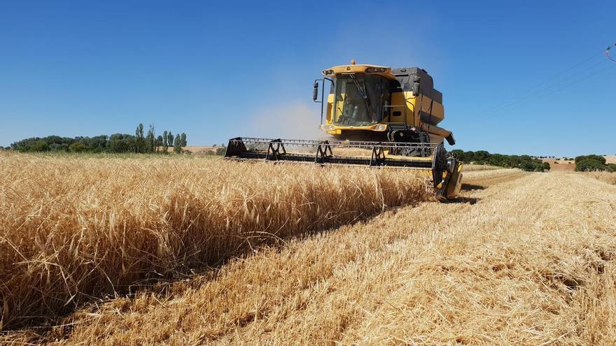 El campo español afronta dividido la entrada de grano ucraniano libre de aranceles