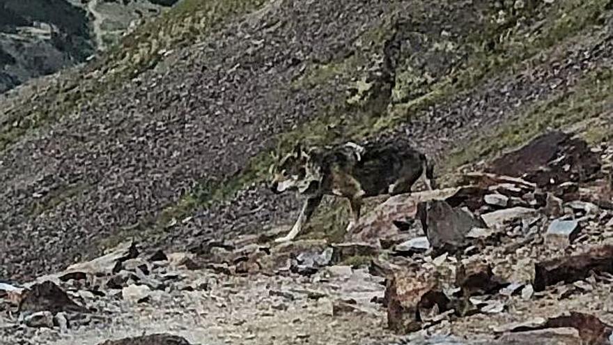 Nou avistament d’un llop al Puigmal