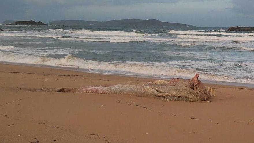 Los restos de cachalote aparecidos en A Lanzada.