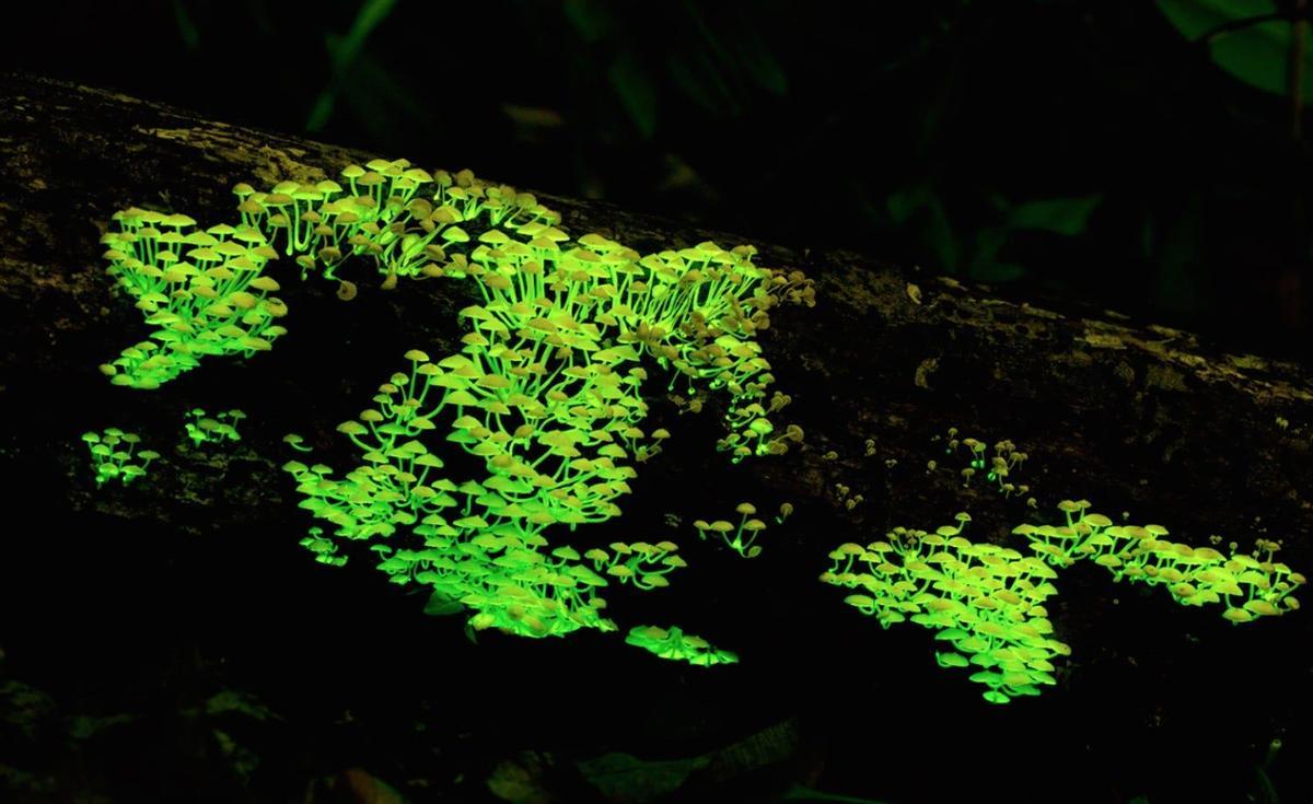 Hongos bioluminiscentes, Japón
