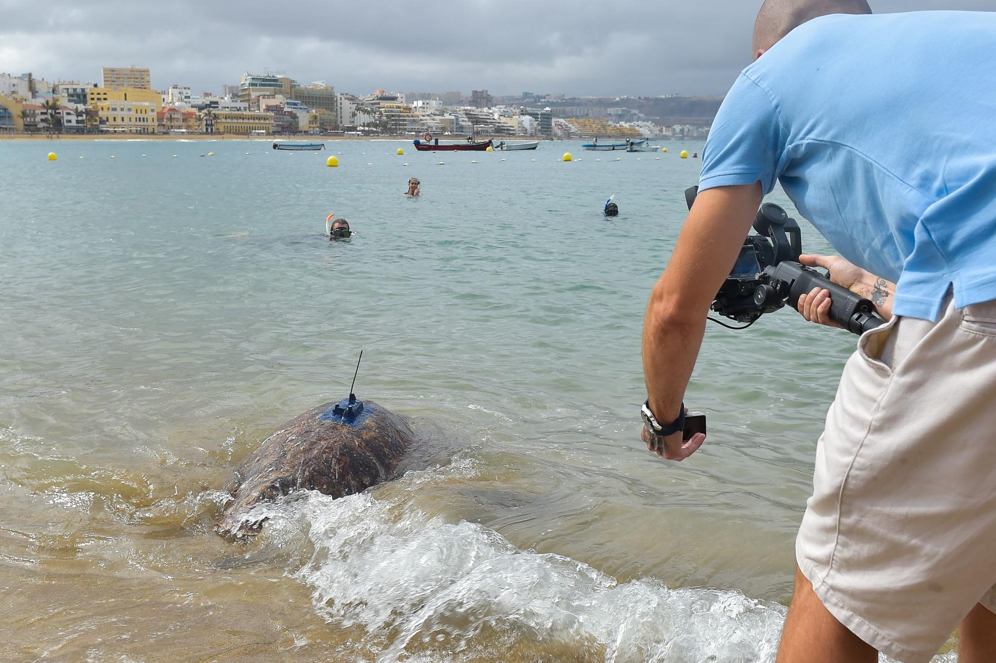 Suelta de la tortuga 'Macho' en Las Canteras