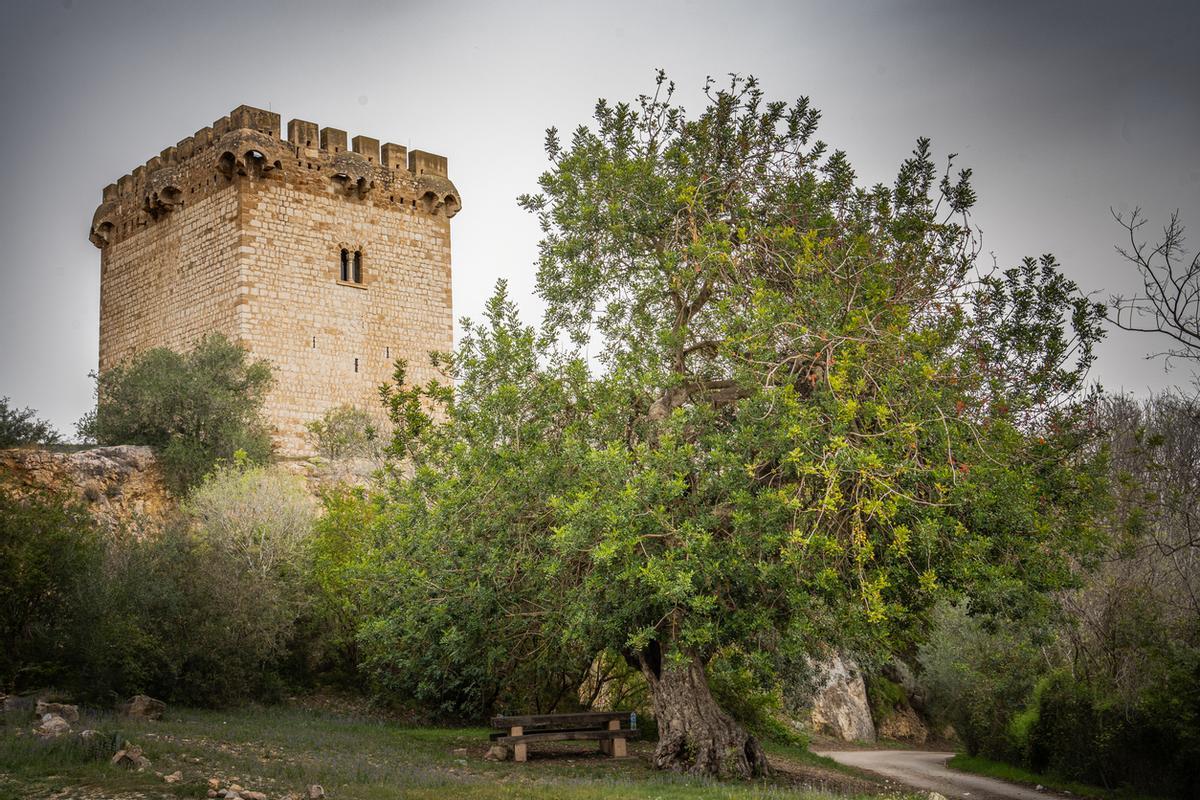 Una comarca de olivos milenarios y patrimonio monumental.
