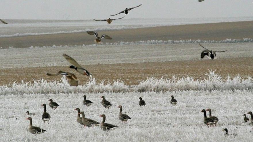 Confirman dos nuevos casos de gripe aviar en fauna salvaje en la región