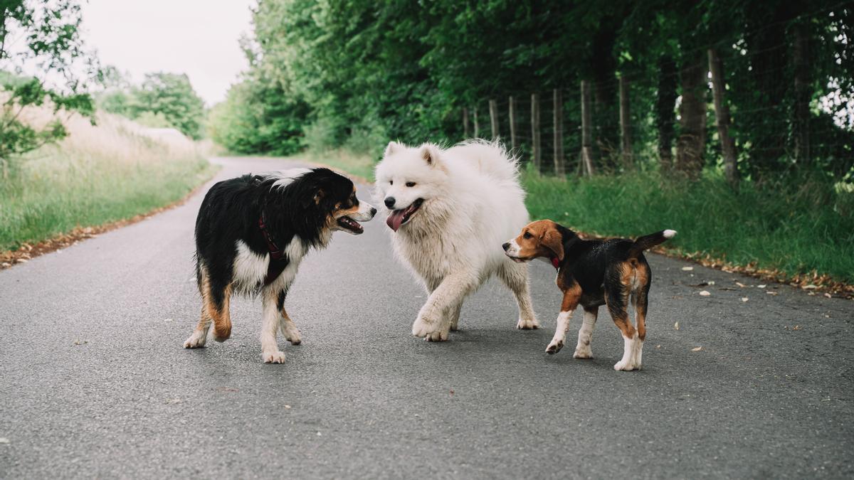 Los 7 mejores aspiradores pelos perro sofa 