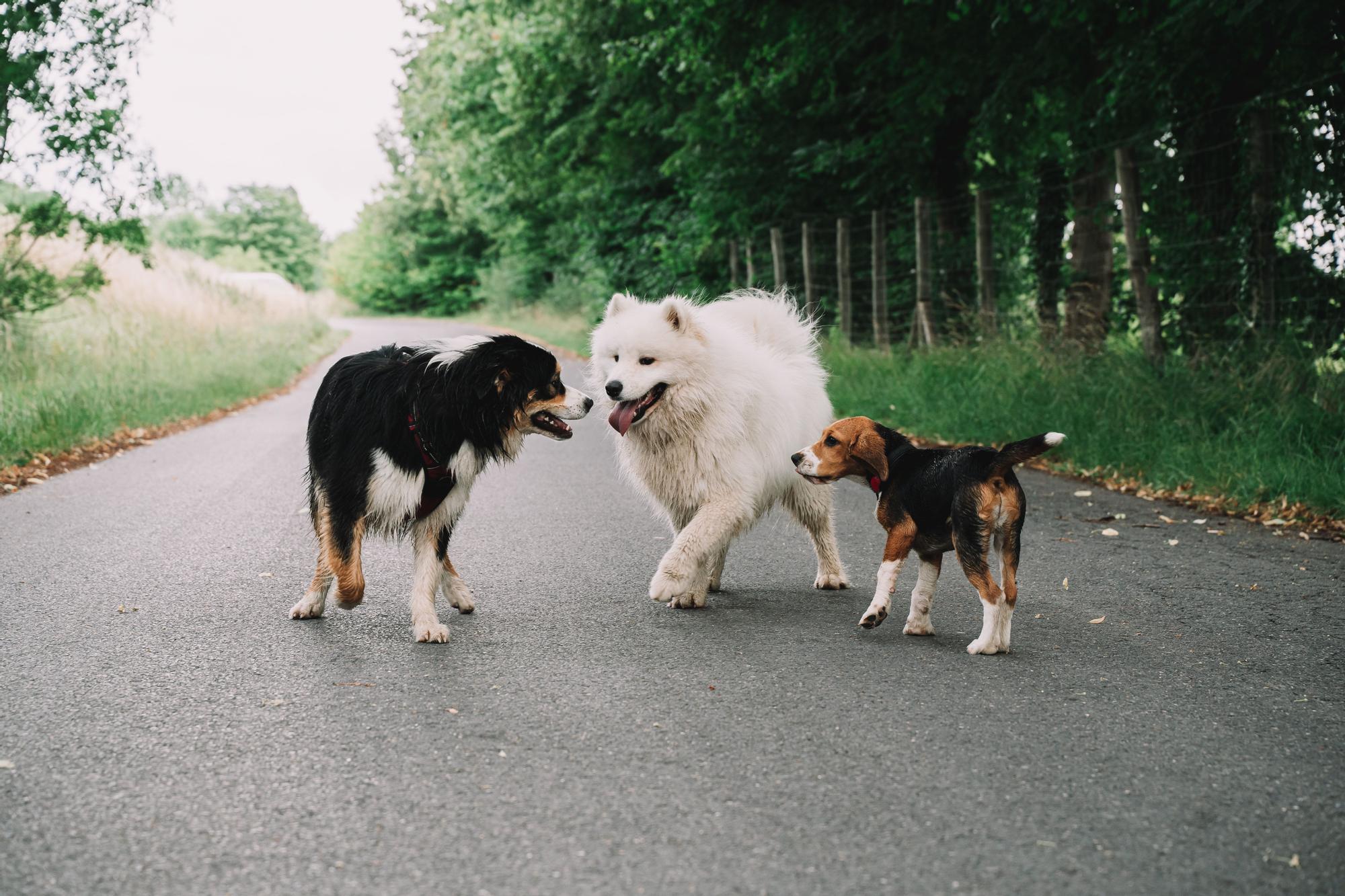 Cómo limpiar los pelos de las mascotas (trucos de la comunidad) ›