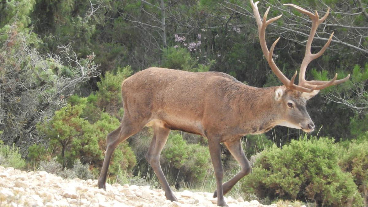 Imagen de la berrea en La Carrasqueta.