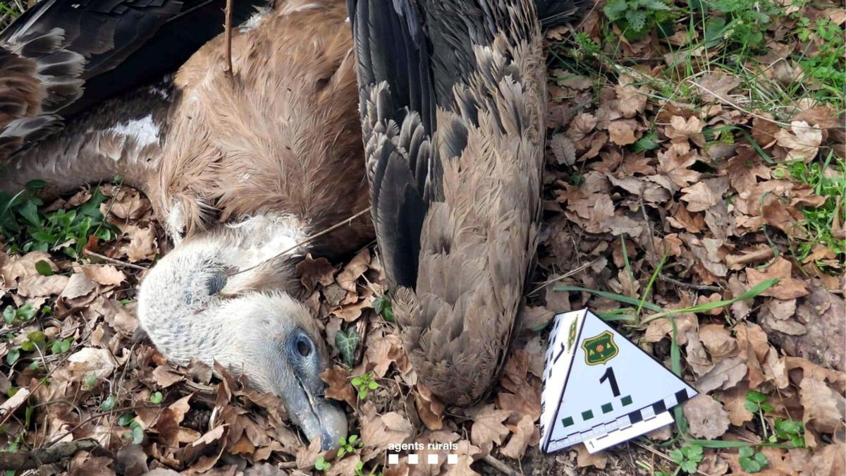 Un voltor mort a la zona del Lluçanès