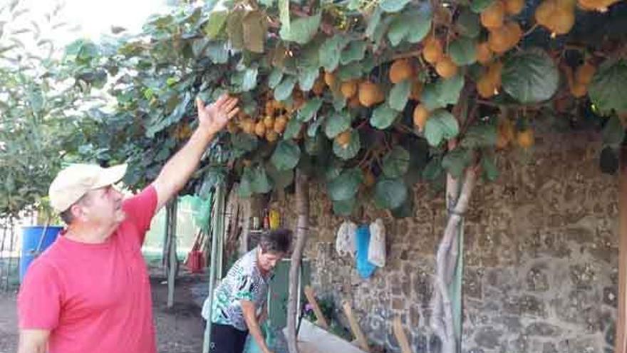 Manolo Ferrero muestra las plantas de kiwis cargados de fruto mientras Lidia Fernández riega.