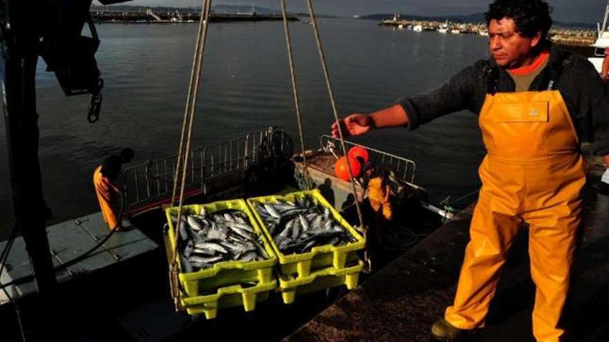 Descarga de sardinas en un puerto gallego. / iñaki abella
